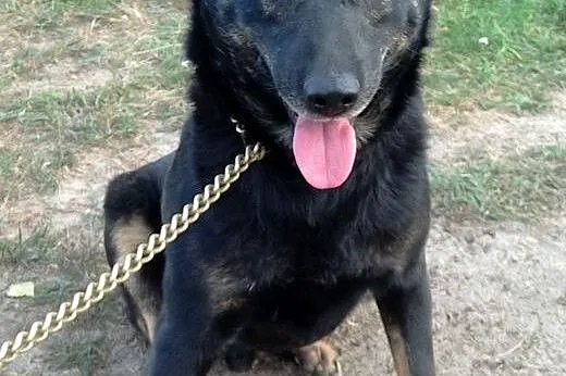 Cudowny JERRY szuka domu !!!!!,  Kundelki cała Pol