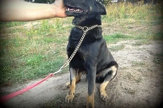 Cudowny JERRY szuka domu !!!!!,  Kundelki cała Pol