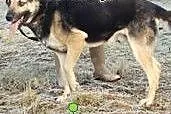 Liroy jest do adopcji ,  łódzkie Skierniewice