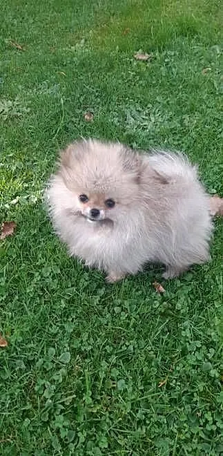 Szpic miniaturowy pomeranian, Małopolskie, Świątniki Górne
