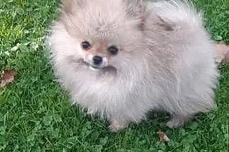 Szpic miniaturowy pomeranian, Małopolskie, Świątniki Górne