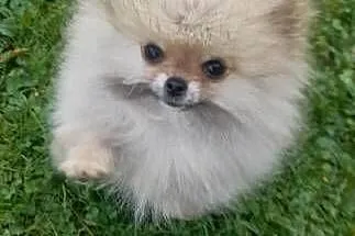 Szpic miniaturowy pomeranian, Małopolskie, Świątniki Górne
