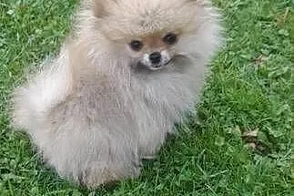 Szpic miniaturowy pomeranian, Małopolskie, Świątniki Górne