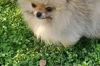 Szpic miniaturowy pomeranian, Małopolskie, Świątniki Górne