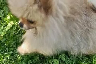 Szpic miniaturowy pomeranian, Małopolskie, Świątniki Górne