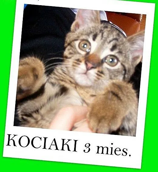 3 mies. kociaki,kociczka pręgowana,kocurek z biały