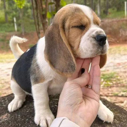 Szczenięta Beagle z hodowli domowej gotowe do adopcji. WhatsApp: (+63-9928-49-1099)