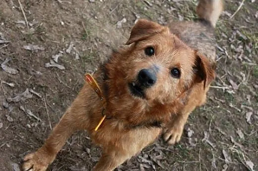 Bundy nigdy się nie podda!,  kujawsko-pomorskie By