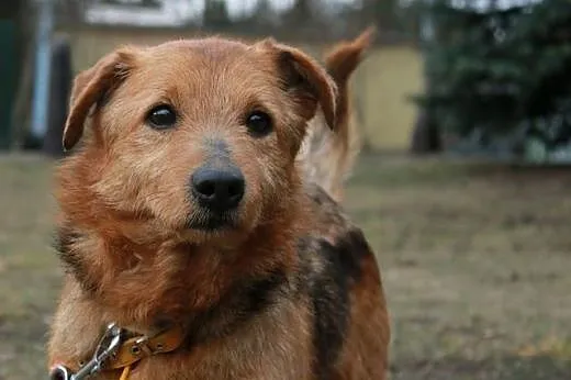 Bundy nigdy się nie podda!,  kujawsko-pomorskie By