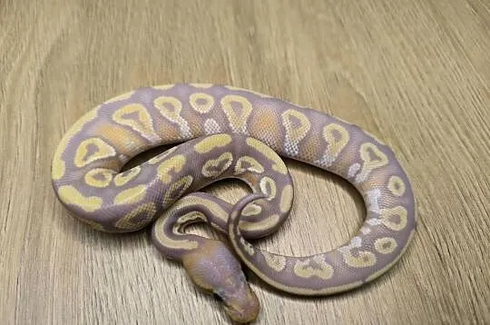 Pyton królewski Banana Mojave poss Fire het Desert Ghost