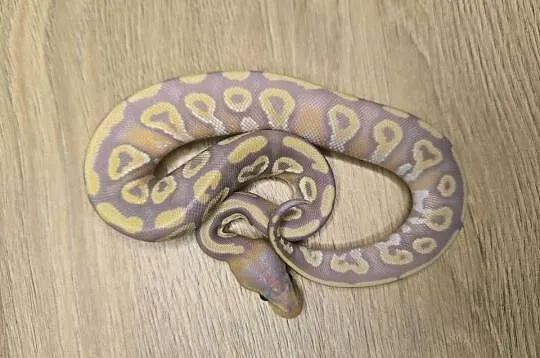 Pyton królewski Banana Mojave poss Fire het Desert Ghost, Mazowieckie, Makowiec