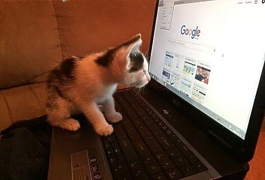 Kocięta kociaki najsłodsze na świecie do adopcji,