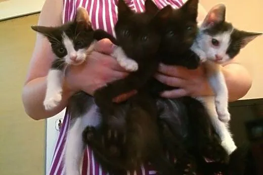 Kocięta kociaki najsłodsze na świecie do adopcji, 