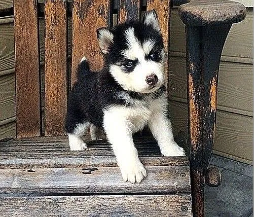 Siberian Husky Szczenieta, warmińsko-mazurskie Ba