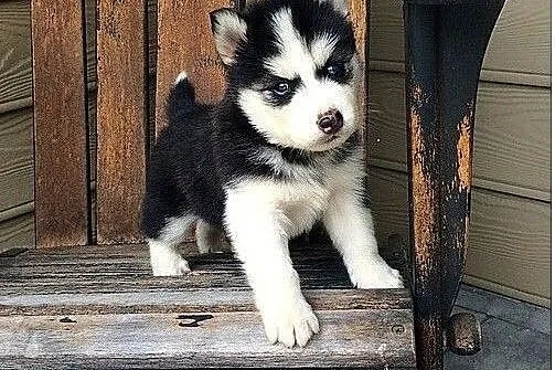 Siberian Husky Szczenieta,  warmińsko-mazurskie Ba