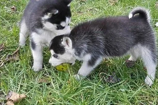 Siberian Husky Szczenieta,  warmińsko-mazurskie Ba