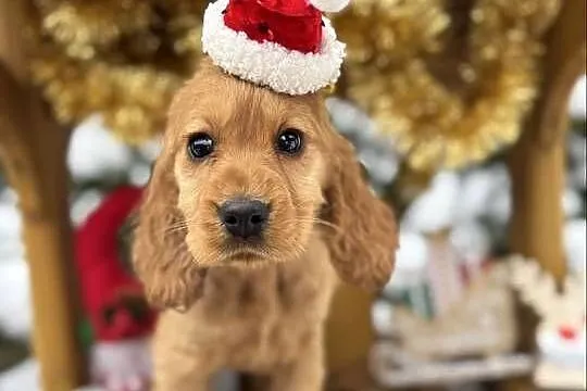 Piękny Cocker Spaniel Angielski piesek sunia z rodowodem wielopokoleniowym