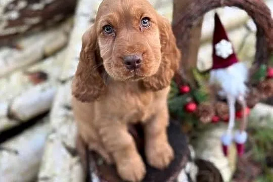 Piękny Cocker Spaniel Angielski piesek sunia z rodowodem wielopokoleniowym, Podkarpackie, Rzeszów