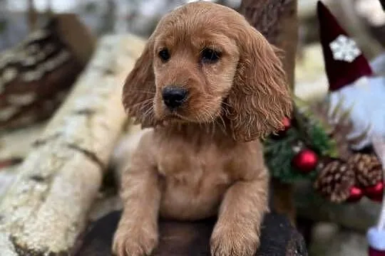 Piękny Cocker Spaniel Angielski piesek sunia z rodowodem wielopokoleniowym, Podkarpackie, Rzeszów