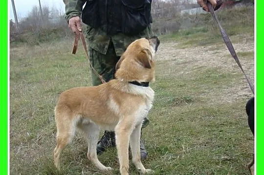 KURT duży 18kg ,biszkoptowy,roczny psiak,wesoły i 