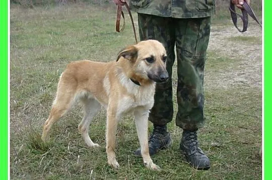 KURT duży 18kg ,biszkoptowy,roczny psiak,wesoły i 