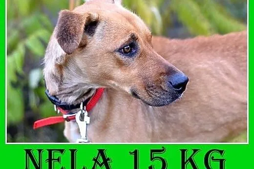 15kg,średnia,wesoła,łagodna,towarzyska suczka NELA.Adopcja,  dolnośląskie Wrocław