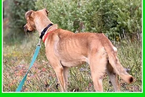 15kg,średnia,wesoła,łagodna,towarzyska suczka NELA