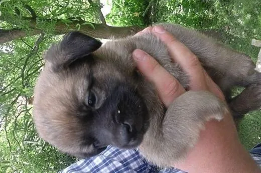 Szczeniaczki suczki 6-7 tyg,adopcja!!,  świętokrzy