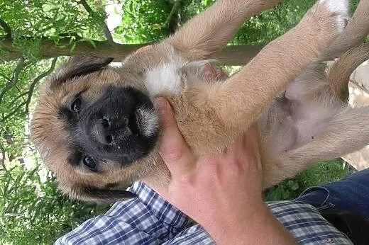 Szczeniaczki suczki 6-7 tyg,adopcja!!,  świętokrzy