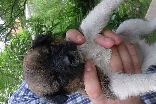 Szczeniaczki suczki 6-7 tyg,adopcja!!,  świętokrzy