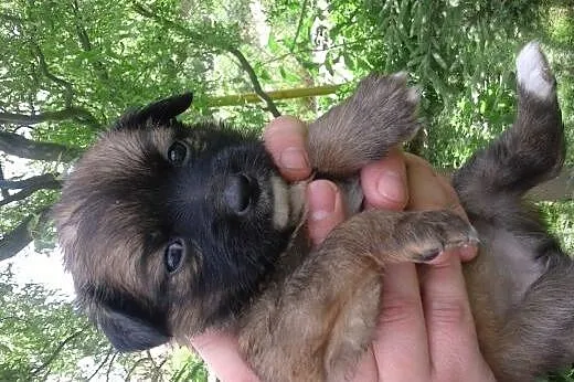 Szczeniaczki suczki 6-7 tyg,adopcja!!,  świętokrzy