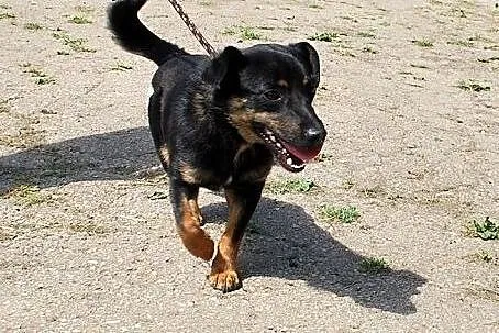 Malutki, młodziutki Feluś bardzo potrzebuje domu, 