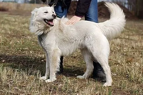 Wspanialy przyjaciel Sniezek do adopcji,  dolnoślą