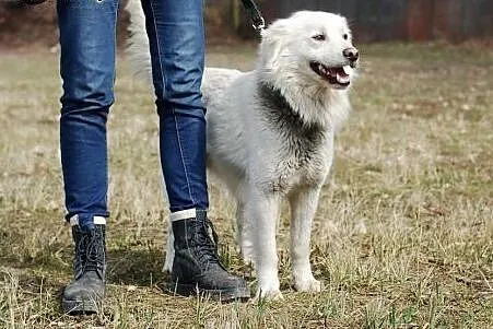 Wspanialy przyjaciel Sniezek do adopcji,  dolnoślą
