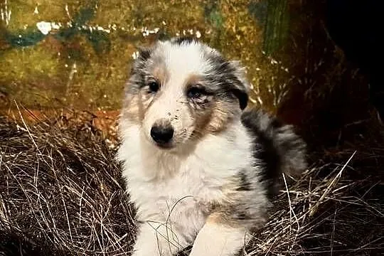 Owczarek szkocki collie, Wielkopolskie, Zakrzewo