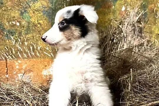 Owczarek szkocki collie, Wielkopolskie, Zakrzewo