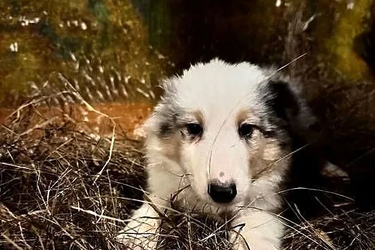 Owczarek szkocki collie, Wielkopolskie, Zakrzewo