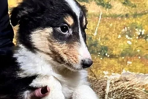 Owczarek szkocki collie, Wielkopolskie, Zakrzewo