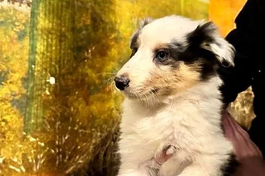 Owczarek szkocki collie, Wielkopolskie, Zakrzewo