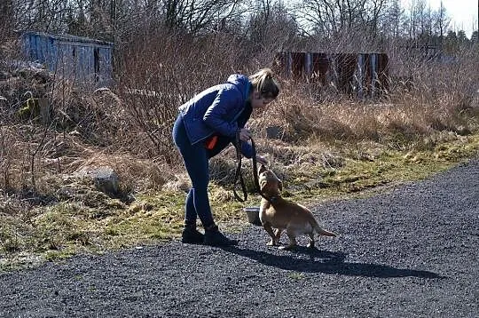 RABU - mały, grzeczny piesek prosi o domek!, Śląskie, Częstochowa
