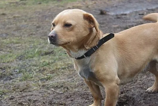 RABU - mały, grzeczny piesek prosi o domek!, Śląskie, Częstochowa