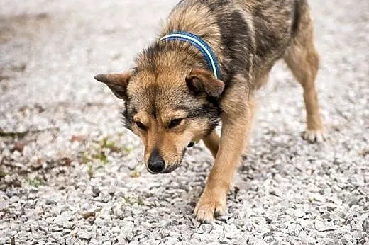 PIONEK - fajniusi psiak szuka domku,  mazowieckie 