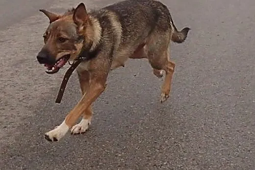 Lejla - kochana ok roczna sunia,  dolnośląskie Wro