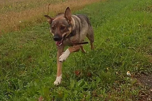 Lejla - kochana ok roczna sunia,  dolnośląskie Wro