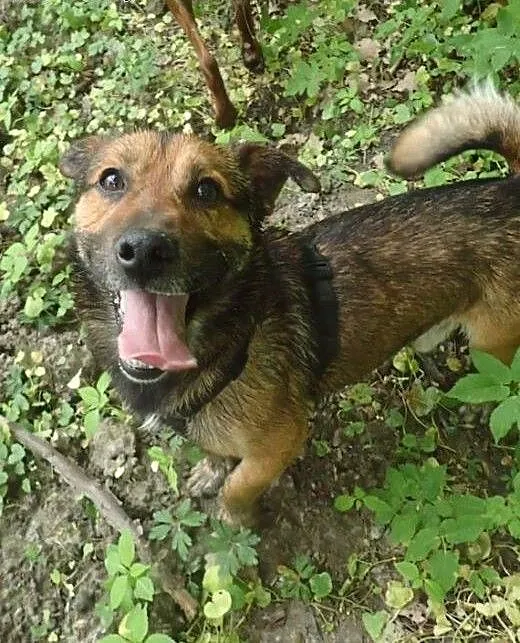Macho szuka domu, mazowieckie Warszawa