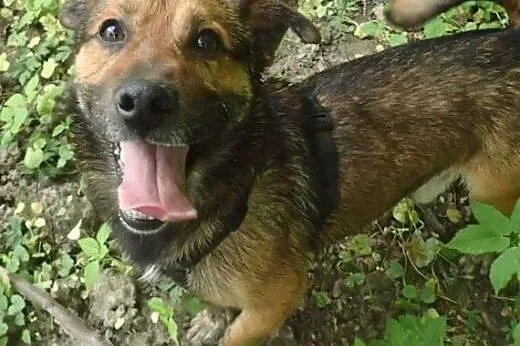 Macho szuka domu,  mazowieckie Warszawa