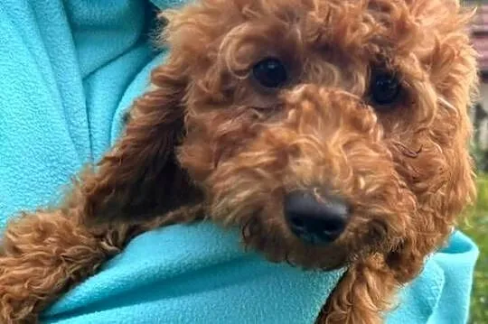 Samiec labradoodle mini f2 apricot