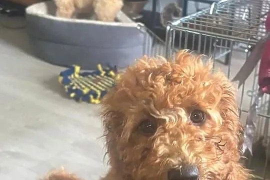 Samiec labradoodle mini f2 apricot, Zachodniopomorskie, Gryfice