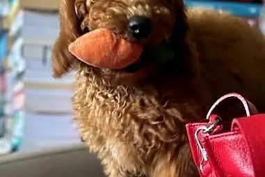 Samiec labradoodle mini f2 apricot, Zachodniopomorskie, Gryfice