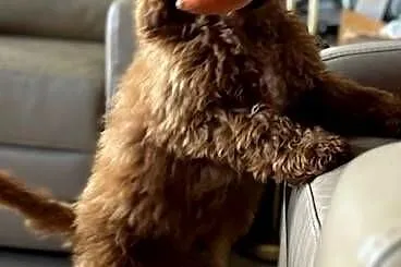 Samiec labradoodle mini f2 apricot, Zachodniopomorskie, Gryfice